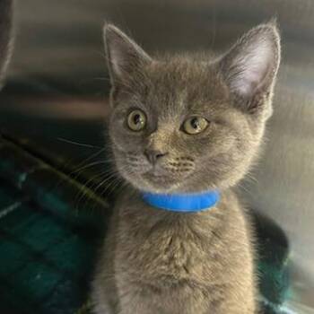 Domestic Short Hair Cats Available for Adoption in Knoxville, Tennessee - Sansa | PetCurious