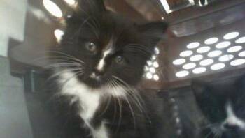 SPRITE -  Domestic Medium Hair Cat for Adoption in Charlotte, North Carolina - SPRITE | PetCurious