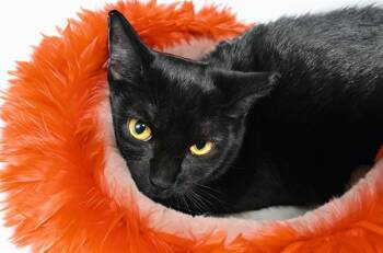 Rescue Domestic Short Hair Cats for Adoption in Fort Lauderdale, Florida - LANA | PetCurious