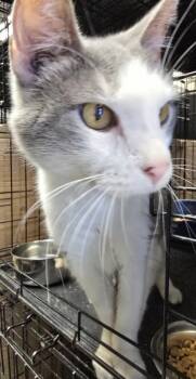 Rescue Domestic Short Hair Cats for Adoption in Anderson, Indiana - Tipsy | PetCurious