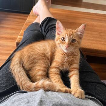 Grover -  Domestic Medium Hair Cat for Adoption in Tustin, California - Grover | PetCurious