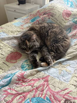 Rescue Domestic Long Hair Cats for Adoption in Naples, Florida - Goldie | PetCurious