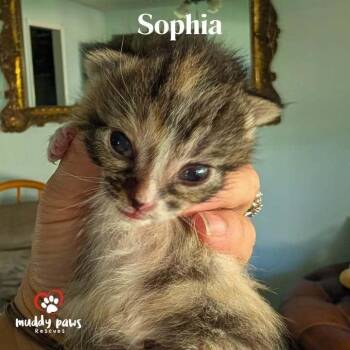 Gold & Girls:  Sophia -  Domestic Medium Hair Cat for Adoption in Council Bluffs, Iowa - Gold & Girls:  Sophia | PetCurious
