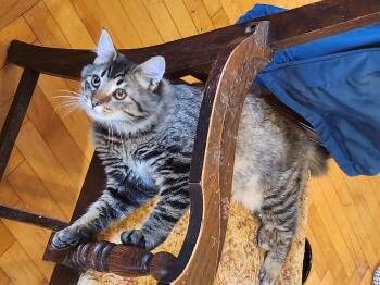 Rescue Domestic Medium Hair Cats for Adoption in Tillamook, Oregon - Valpuri | PetCurious