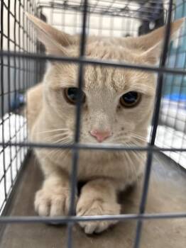 MOE -  Domestic Short Hair Cat Available for Adoption in Las Vegas, Nevada - MOE | PetCurious