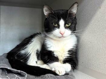 Rescue Domestic Short Hair Cats for Adoption in New York, New York - Panda | PetCurious