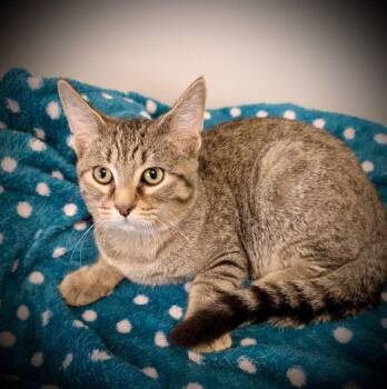 Rescue Domestic Short Hair Cats for Adoption in Lake Orion, Michigan - Raymond | PetCurious