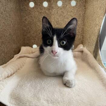Banana Rama -  Domestic Short Hair Cat for Adoption in Pasadena, California - Banana Rama | PetCurious