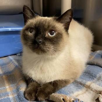 Rescue Siamese Cats for Adoption in Elbow Lake, Minnesota - Teenie | PetCurious