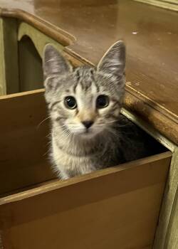 Rescue Domestic Short Hair Cats for Adoption in Faribault, Minnesota - Harmony | PetCurious