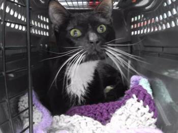 Domestic Short Hair Cats Available for Adoption in Omaha, Nebraska - PARALLELOGRAM | PetCurious