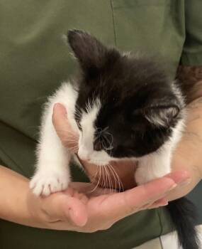 Patrick Henry -  Domestic Short Hair Cat for Adoption in Huntington Beach, California - Patrick Henry | PetCurious