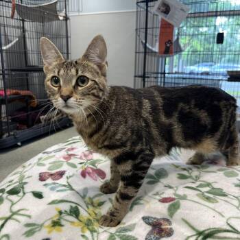 Mika -  Domestic Short Hair Cat for Adoption in East Hampton, New York - Mika | PetCurious