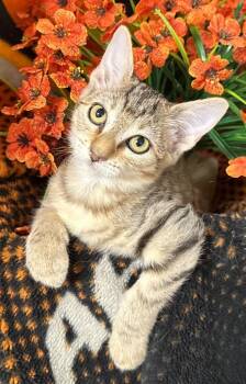 7/27/26 Tin Man -  Domestic Short Hair Cat for Adoption in Stillwater, Oklahoma - 7/27/26 Tin Man | PetCurious