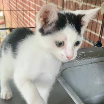 Bianca -  Domestic Short Hair Cat for Adoption in Gastonia, North Carolina - Bianca | PetCurious