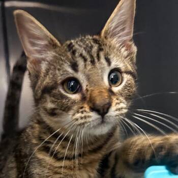 Apple -  Domestic Short Hair Cat for Adoption in Troy, Virginia - Apple | PetCurious