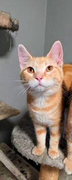 Ginger -  Domestic Short Hair Cat for Adoption in Pittsburgh, Pennsylvania - Ginger | PetCurious