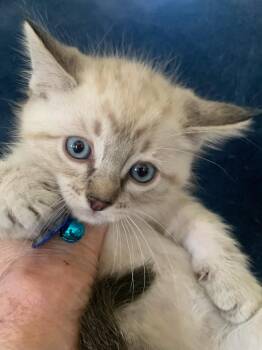 Tabby Cats Available for Adoption - Ginger | PetCurious