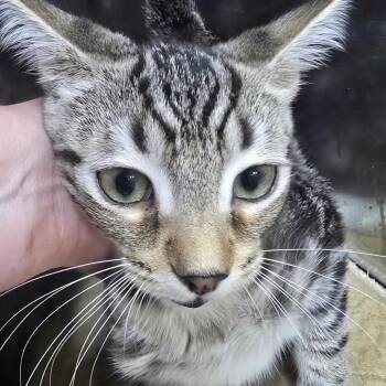 Sterling -  Domestic Short Hair Cat for Adoption in Marble, North Carolina - Sterling | PetCurious