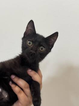 Tyson -  Domestic Short Hair Cat for Adoption in Hilton Head Island, South Carolina - Tyson | PetCurious