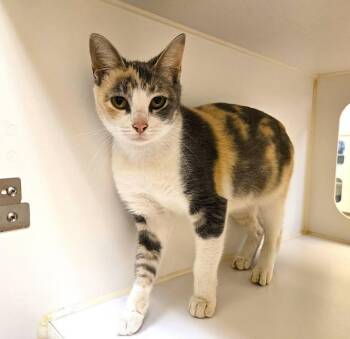 Rescue Domestic Short Hair Cats for Adoption in Texas City, Texas - CECILY | PetCurious