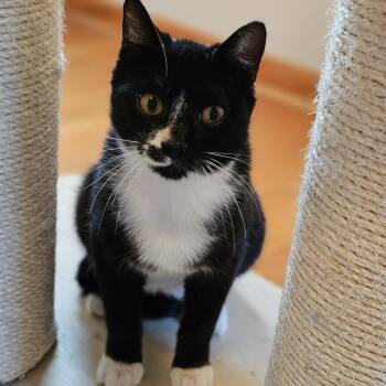 Domestic Short Hair Cats Available for Adoption - Julian | PetCurious