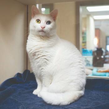 Rescue Domestic Short Hair Cats for Adoption in Christiansburg, Virginia - Zuri *Sponsored Senior | PetCurious