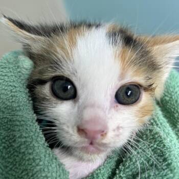 Aurora -  Domestic Short Hair Cat for Adoption - Aurora | PetCurious
