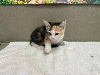 A551540 -  Domestic Short Hair Cat for Adoption in Moreno Valley, California - A551540 | PetCurious
