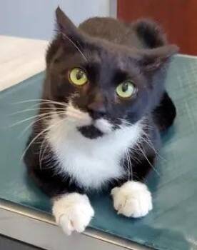 Lucy -  Domestic Short Hair Cat for Adoption in Smyrna, Delaware - Lucy | PetCurious