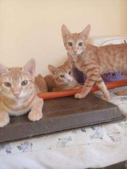 Rescue Tabby Cats for Adoption in Brampton, Ontario - Oliver, Loki & Rocky | PetCurious