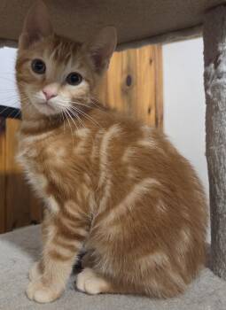 Pressed Penny -  Domestic Short Hair Cat for Adoption in Fort Collins, Colorado - Pressed Penny | PetCurious