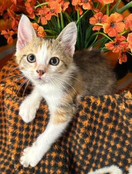 4/3/26 Kendall (green) -  Domestic Short Hair Cat for Adoption in Stillwater, Oklahoma - 4/3/26 Kendall (green) | PetCurious