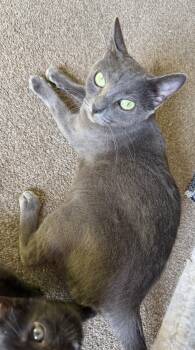 Domestic Short Hair Cats Available for Adoption in Hamburg, New York - Hannah  | PetCurious