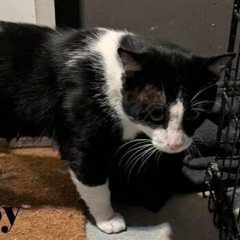 Roy -  Domestic Short Hair Cat for Adoption in Shawnigan Lake, British Columbia - Roy | PetCurious