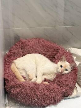 Kandy -  Siamese Cat for Adoption in Chicago, Illinois - Kandy | PetCurious