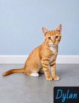 Dylan -  Domestic Short Hair Cat for Adoption in Englewood, Florida - Dylan | PetCurious