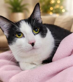 Domestic Short Hair Cats Available for Adoption - Mercer | PetCurious