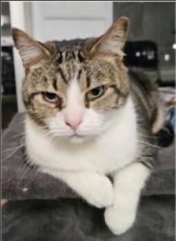 Domestic Short Hair and Tabby Cats Available for Adoption in Greenfield, Indiana - Baylor | PetCurious