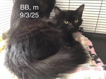 BB -  Domestic Long Hair Cat for Adoption in Gouverneur, New York - BB | PetCurious