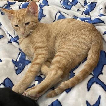 Princess Allura -  Domestic Short Hair Cat for Adoption in Suisun City, California - Princess Allura | PetCurious