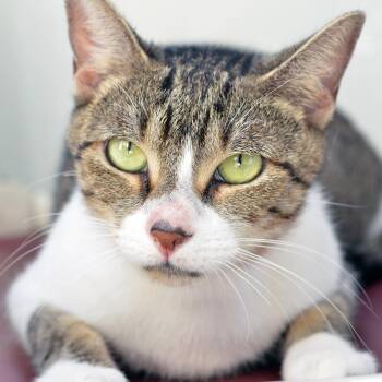 Darlin -  Domestic Short Hair and Tiger Cat for Adoption in Sanford, Florida - Darlin | PetCurious