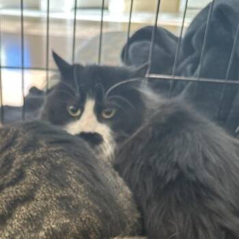Domestic Long Hair Cats Available for Adoption - Jet | PetCurious