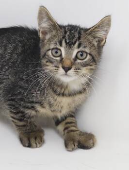 Jerry Seinfeld is a joker and joy - EXTRA TOES POLYDACTYL -  Extra Toes Cat Hemingway Polydactyl and Tabby Cat for Adoption in Bedford Hills, New York - Jerry Seinfeld Is A Joker And Joy - EXTRA TOES POLYDACTYL | PetCurious