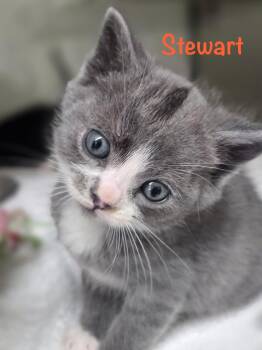 Stewart -  Domestic Short Hair Cat for Adoption in Crescent City, California - Stewart | PetCurious