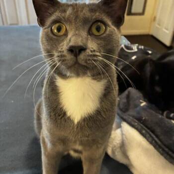 Cheerio -  Domestic Short Hair Cat for Adoption in Tampa, Florida - Cheerio | PetCurious