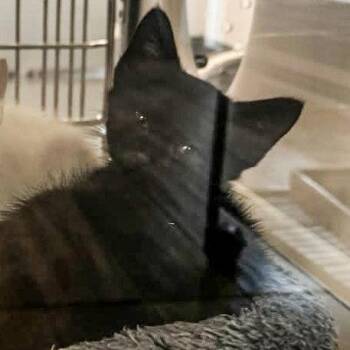Domestic Short Hair Cats Available for Adoption in Hilton Head Island, South Carolina - Blackberry | PetCurious