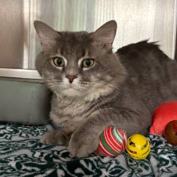 Toby -  Domestic Medium Hair Cat for Adoption in Shinnston, West Virginia - Toby | PetCurious
