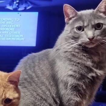 Domestic Short Hair Cats Available for Adoption - Zuzu | PetCurious