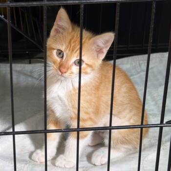 Domestic Short Hair Cats Available for Adoption in Hernando, Mississippi - Myra | PetCurious